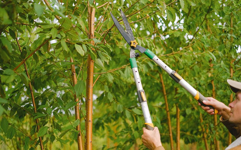Tree trimming in Aurora, SD
