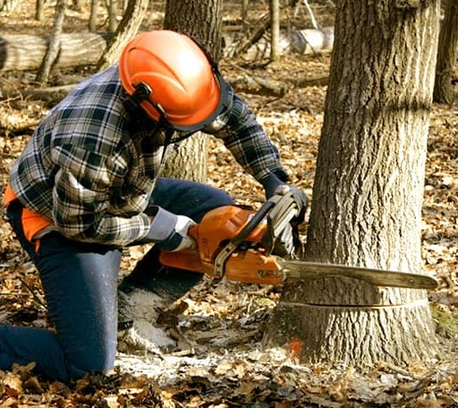 Tree Removal in Aurora, SD